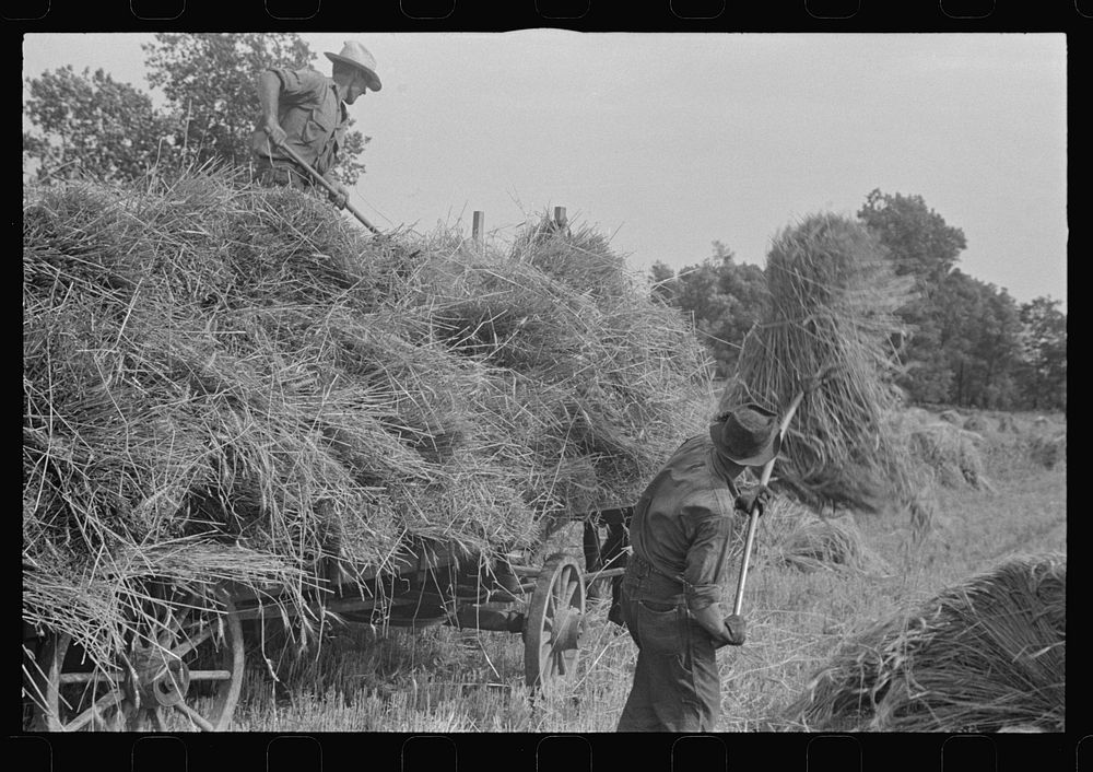 [Untitled photo, possibly related to: Mechanicsburg (vicinity), Ohio. Harvest hand and helper on the Virgil Thaxton farm].…