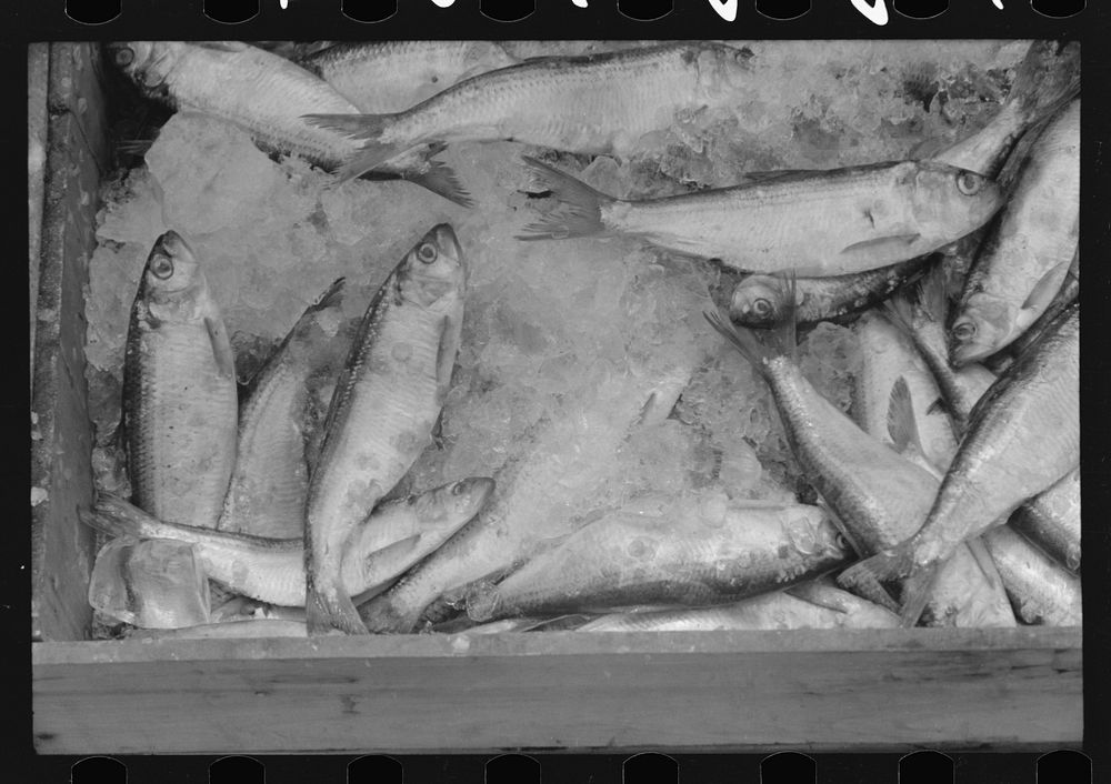 Fish at waterfront market, Washington, D.C.. Sourced from the Library of Congress.