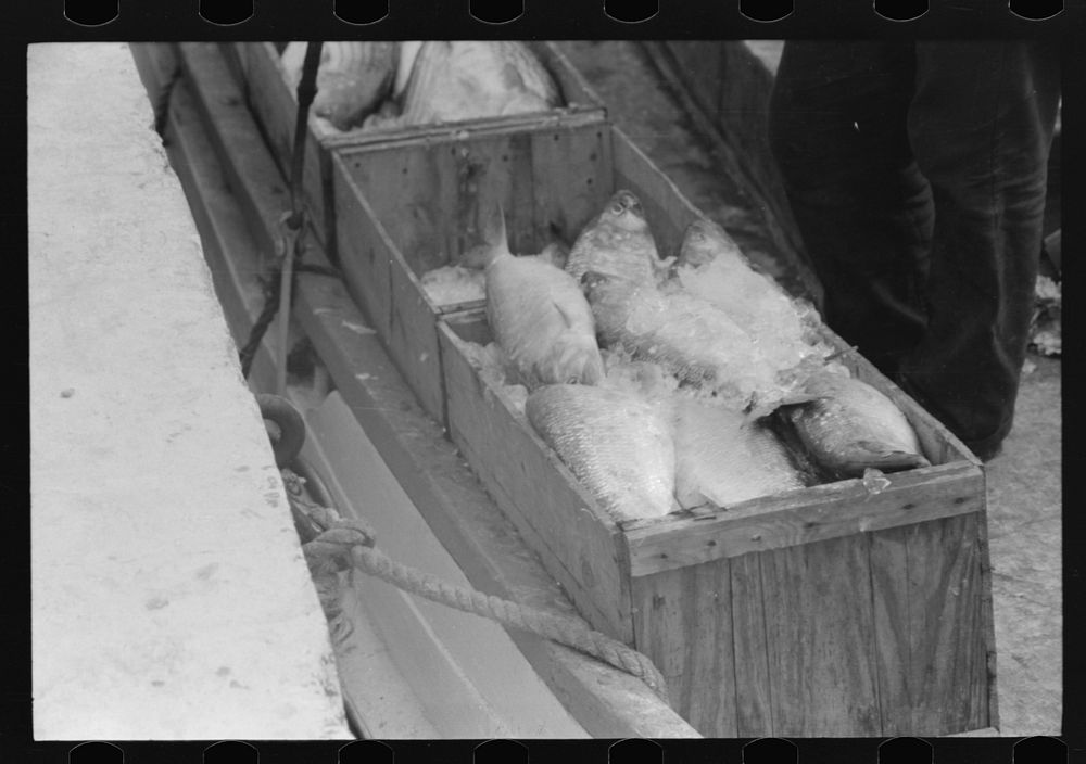 [Untitled photo, possibly related to: Fish at waterfront market, Washington, D.C.]. Sourced from the Library of Congress.