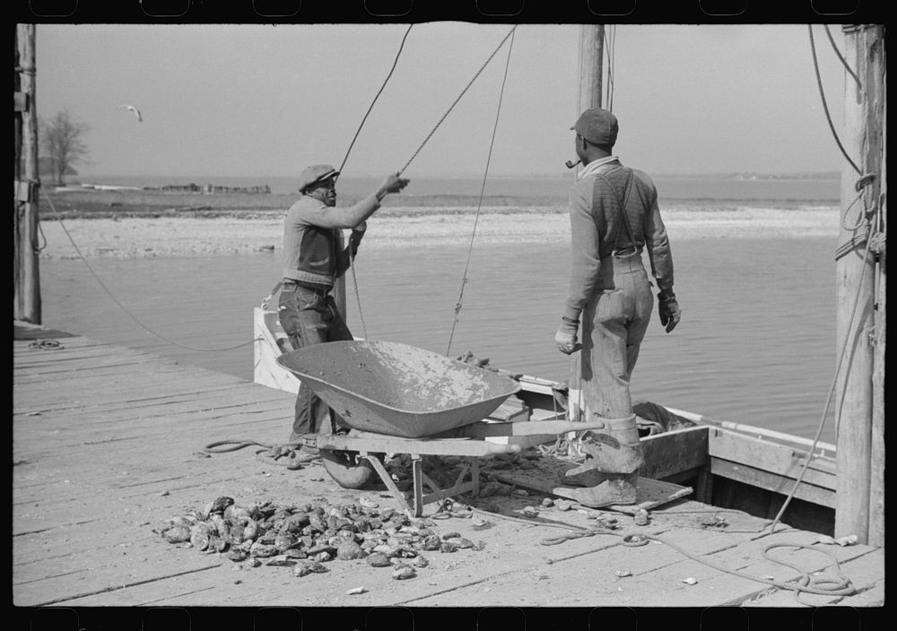 [Untitled photo, possibly related to: Unloading oysters, Rock Point, Maryland]. Sourced from the Library of Congress.