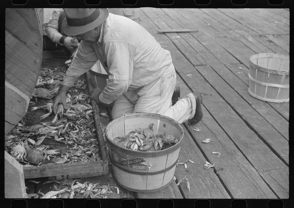 Sorting the cooked crabs for shipping. Rock Point, Maryland. Sourced from the Library of Congress.