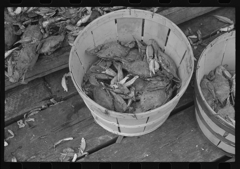 Part of a basket of selects. Rock Point, Maryland. Sourced from the Library of Congress.
