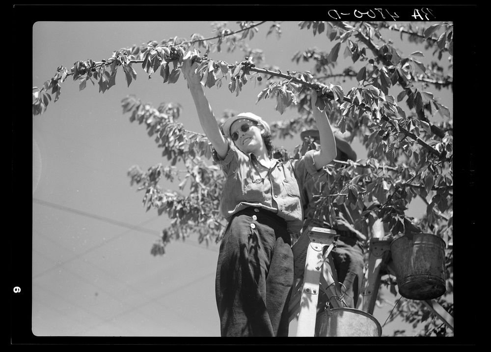 Picking cherries. Yakima, Washington. Sourced from the Library of Congress.