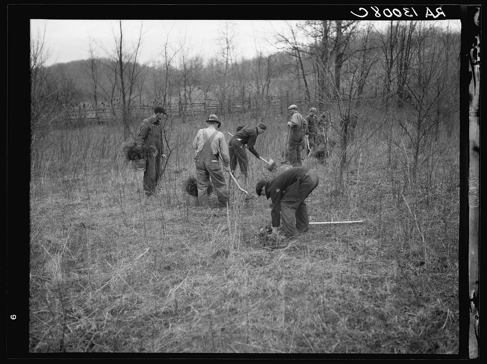 Reforestation work. Ross-Hocking land project, Ohio. Sourced from the Library of Congress.