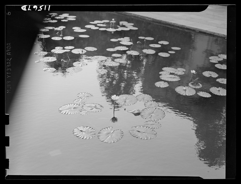 Washington, D.C. Water lily in a pool at Rawlins Park. Sourced from the Library of Congress.