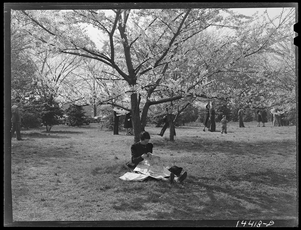 Reading under cherry blossoms. Cherry Blossom Festival, Washington, D.C.. Sourced from the Library of Congress.