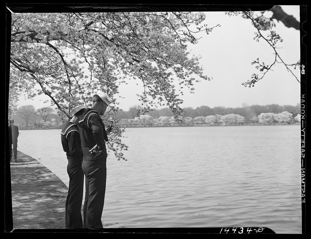 Geeze Mac, these remind me. Cherry Blossom Festival, Washington, D.C.. Sourced from the Library of Congress.