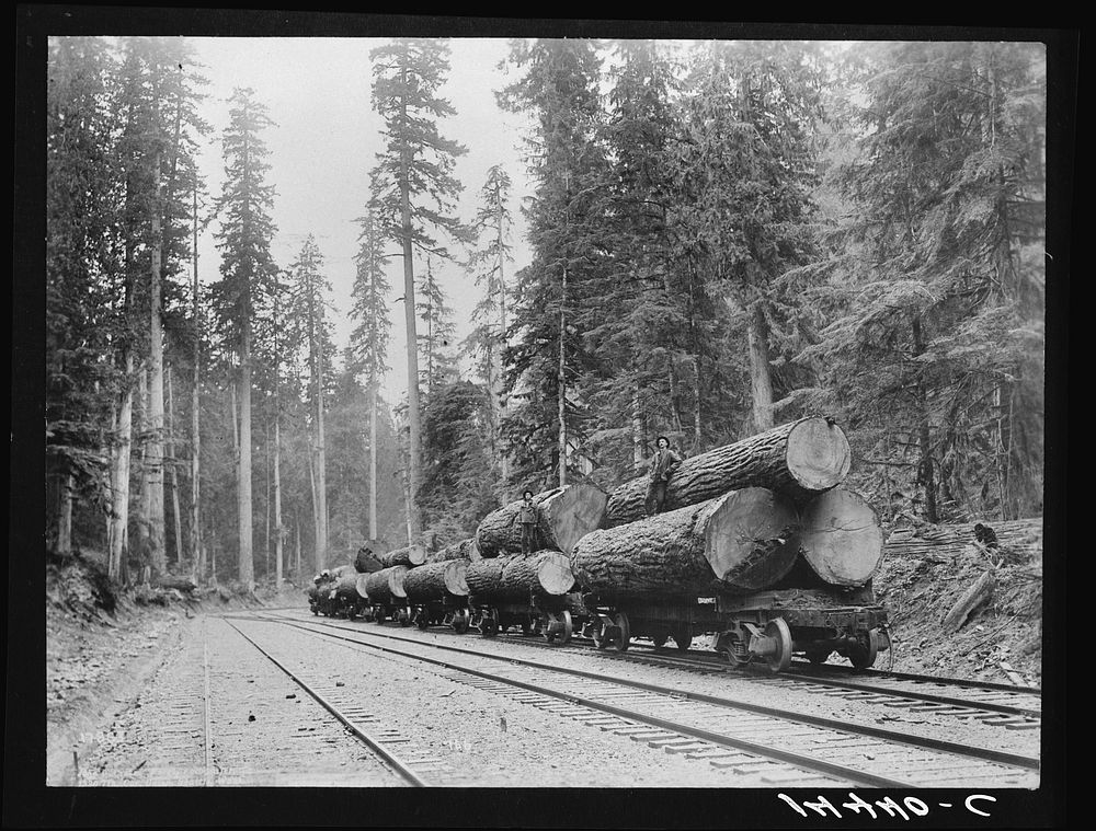 A log train in the virgin timbers. Three to six logs usually constitute a carload, sometimes a single log. Washington.…