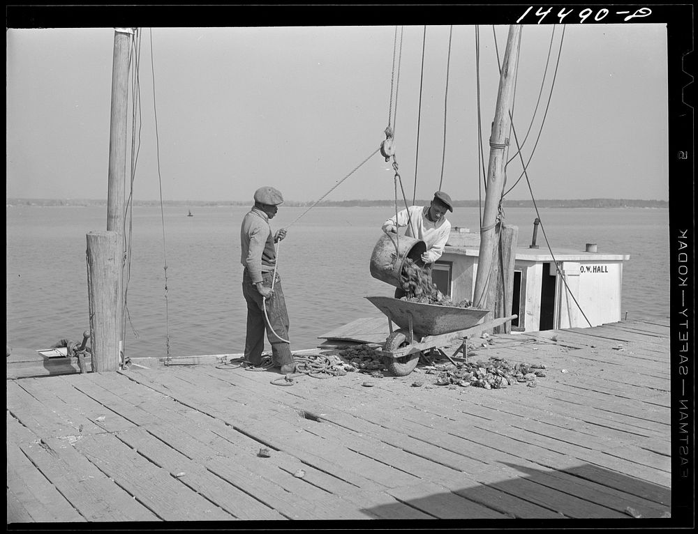 Unloading oysters. Rock Point, Maryland. Sourced from the Library of Congress.
