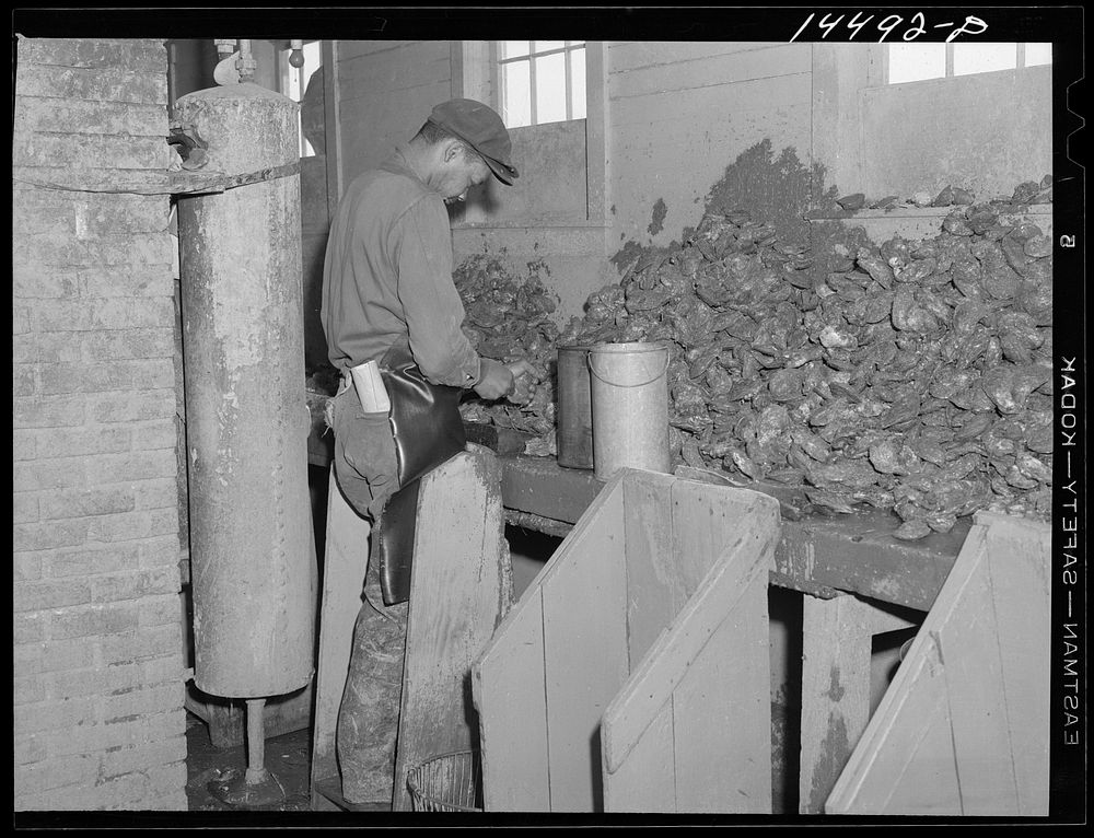 Oyster shucker at Rock Point oyster house. Maryland. Sourced from the Library of Congress.