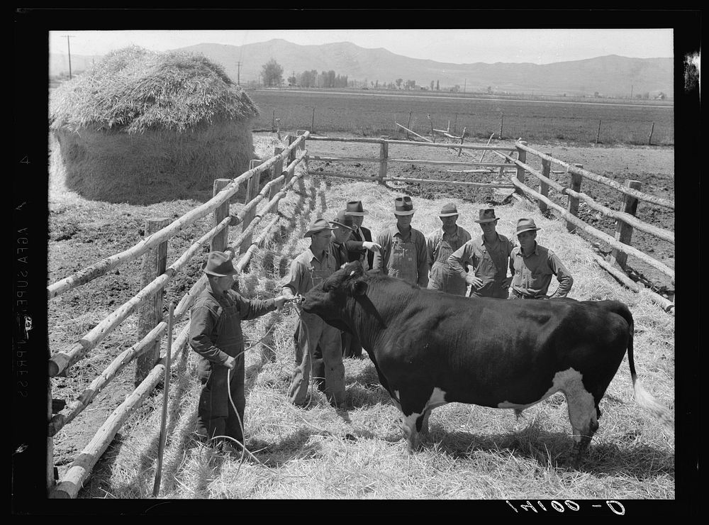 Members of the West Tremonton Cooperative Bull Association, Box Elder County, Utah, inspect the condition of their prize…