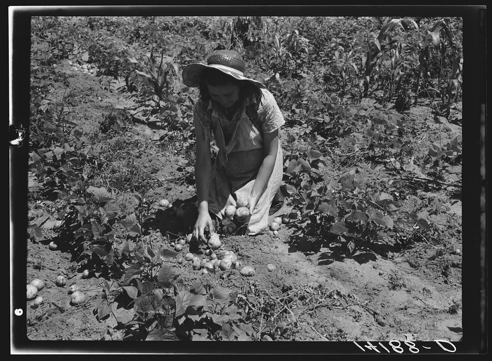 All varieties of tubers were preserved by the Labor Rehabilitation families. Here a young wife is picking up potatoes for…
