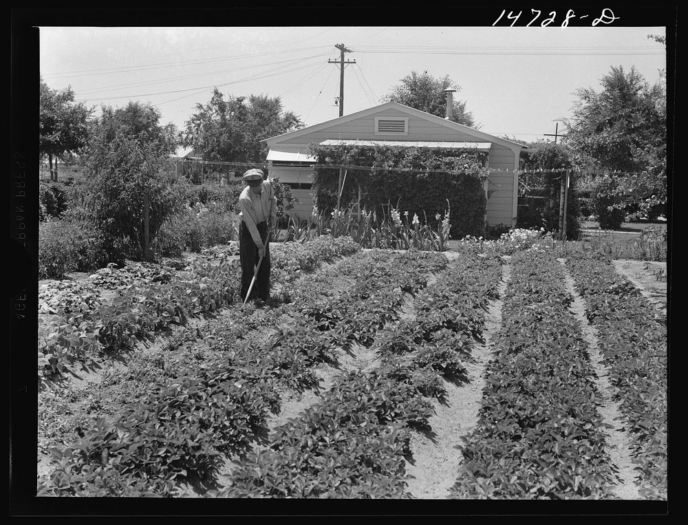 Woodville, California. Farm security administration farm workers' community. An inhabitant in his garden.. Sourced from the…