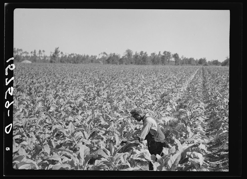 Tobacco field. Florence County, South Carolina. Sourced from the Library of Congress.