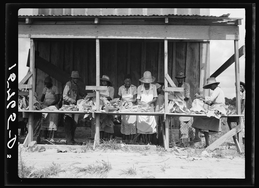 Stringing tobacco. Florence County, South Carolina. Sourced from the Library of Congress.