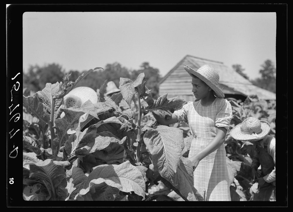Tobacco. Florence County, South Carolina. Sourced from the Library of Congress.