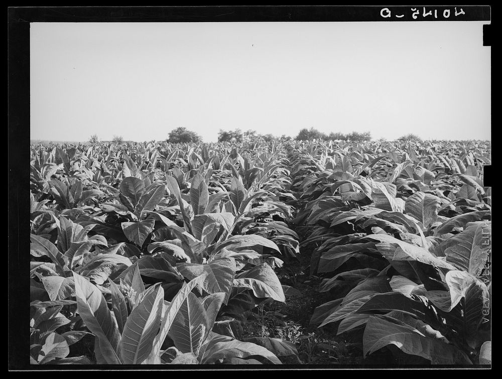 [Untitled photo, possibly related to: Tobacco field on farm of Henry Stultzfus and his son. Lancaster County, Pennsylvania].…