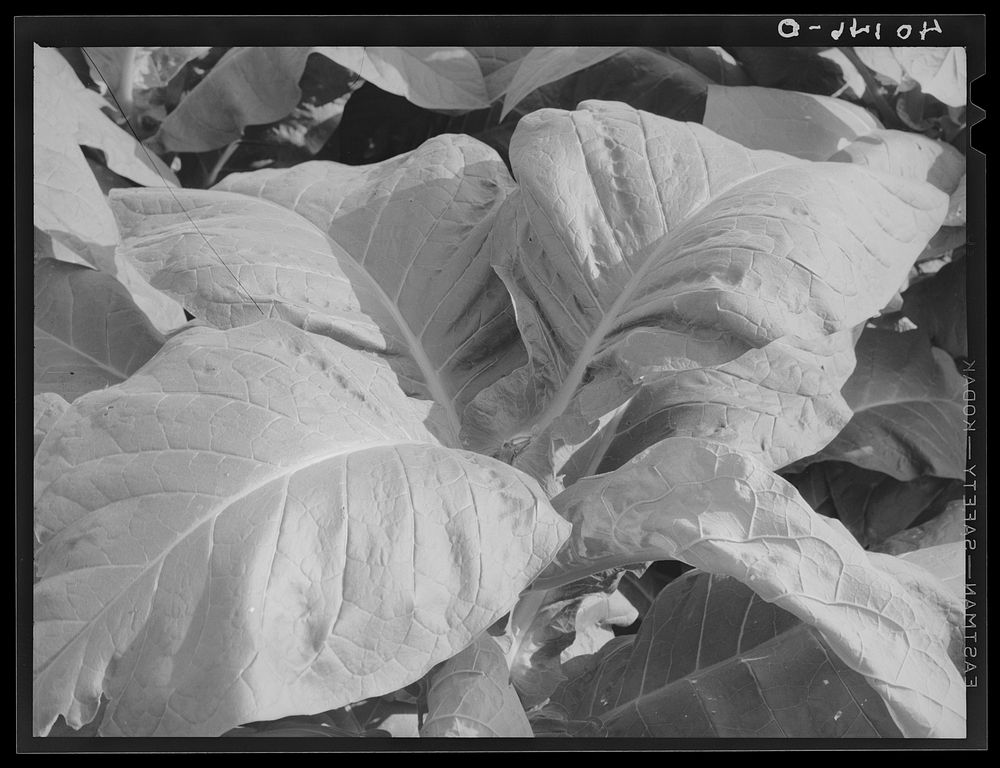 Lititz (vicinity), Lancaster County, Pennsylvania. Tobacco plant on the farm of C.F. Minnich. Sourced from the Library of…