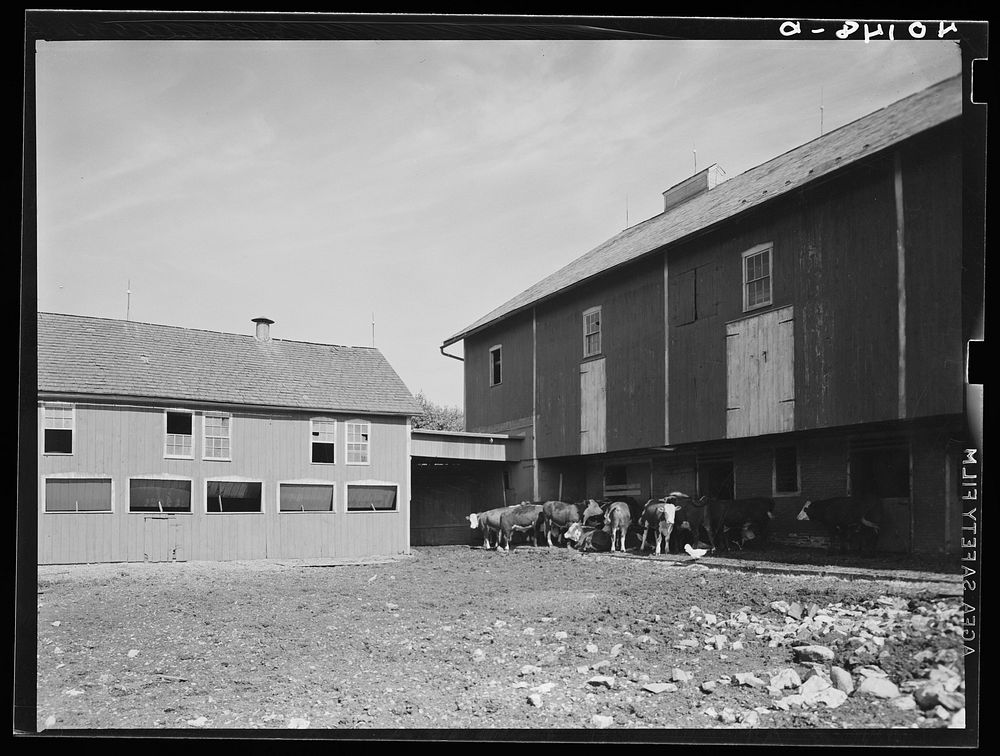[Untitled photo, possibly related to: Lititz (vicinity), Lancaster County, Pennsylvania. Barnyard on the farm of C.F.…
