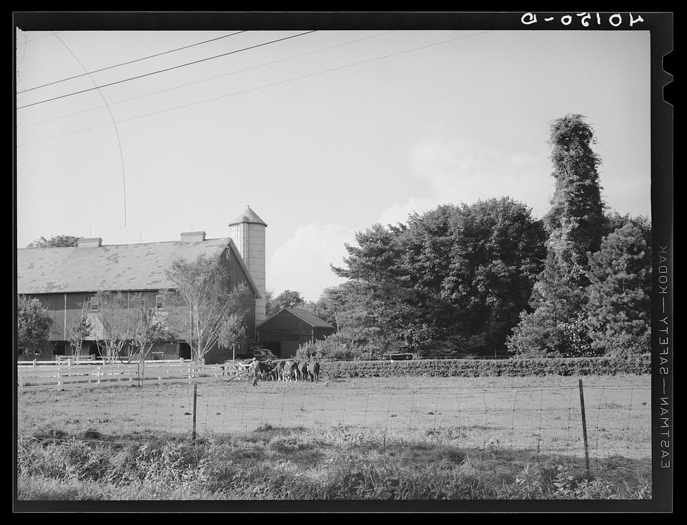 [Untitled photo, possibly related to: Lititz (vicinity), Lancaster County, Pennsylvania. Barn and silo on the farm of C.F.…
