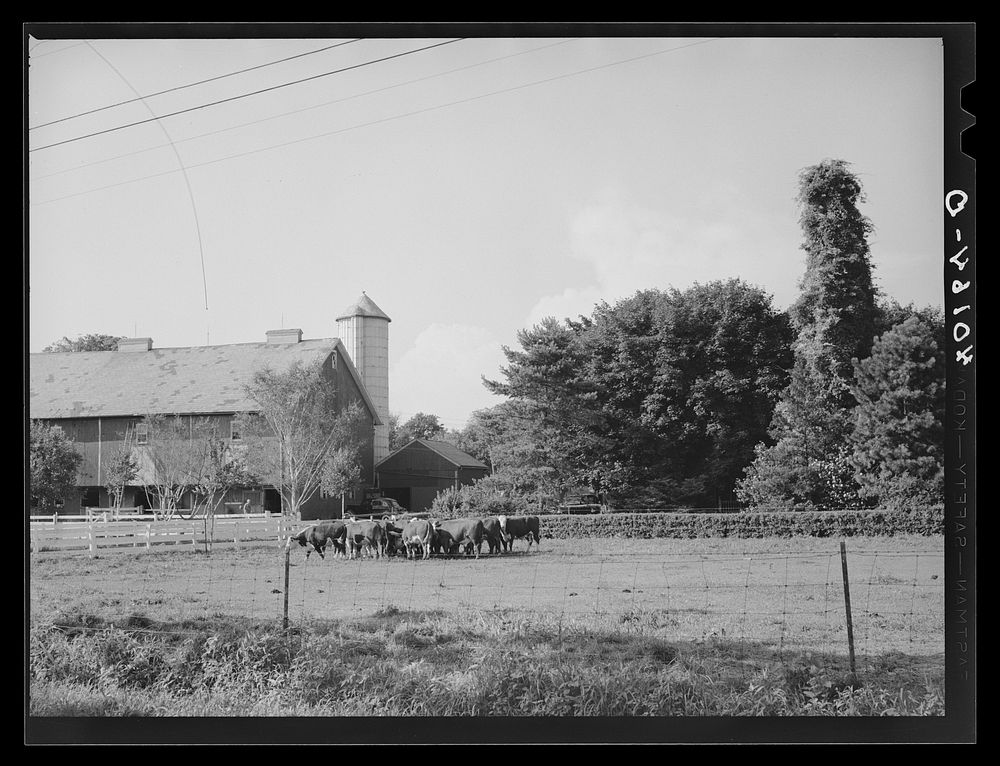 [Untitled photo, possibly related to: Lititz (vicinity), Lancaster County, Pennsylvania. Barn and silo on the farm of C.F.…