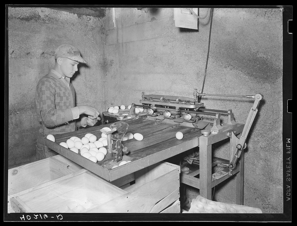 Lancaster County, Pennsylvania. Herbert Royer grading eggs on the Enos Royer farm. Sourced from the Library of Congress.