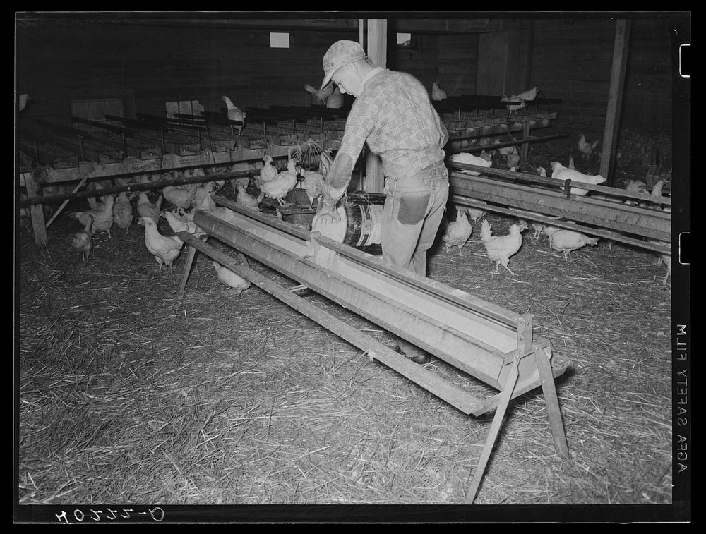 Lancaster County, Pennsylvania. Herbert Royer feeding the chickens on the Enos Royer farm. Sourced from the Library of…
