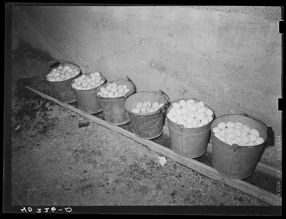Royer farm, Lancaster County, Pennsylvania. Eggs stored in the chicken house. The pails have screen bottoms and there is wet…