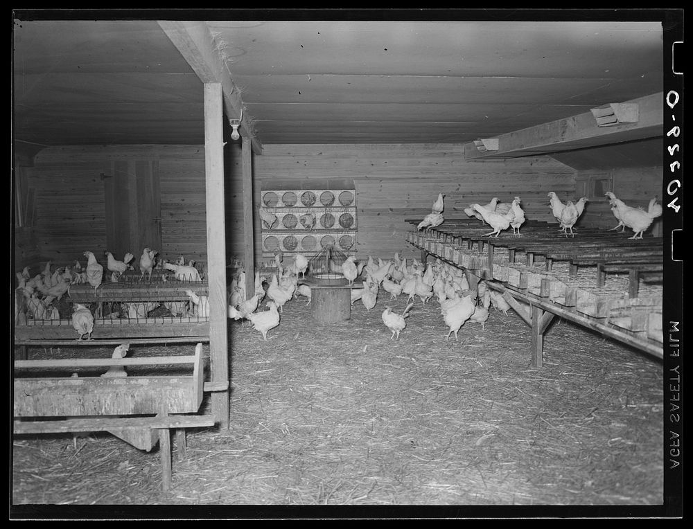 Royer farm, Lancaster County, Pennsylvania. One room in the chicken house. Sourced from the Library of Congress.
