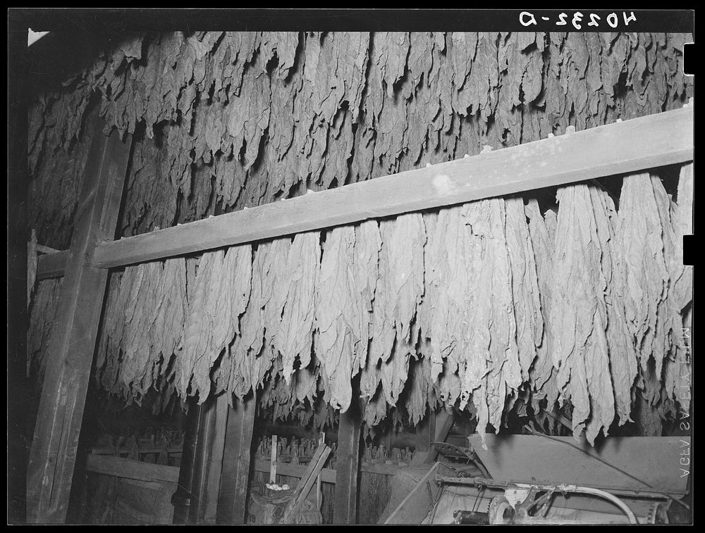 Lancaster County, Pennsylvania. Tobacco hanging in the tobacco barn on the Enos Royer farm.. Sourced from the Library of…