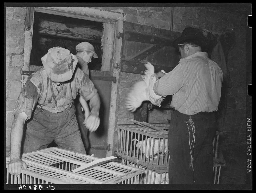 Lancaster County, Pennsylvania. Enos and Herbert Royer and a Philadelphia poultry buyer loading chickens. Sourced from the…
