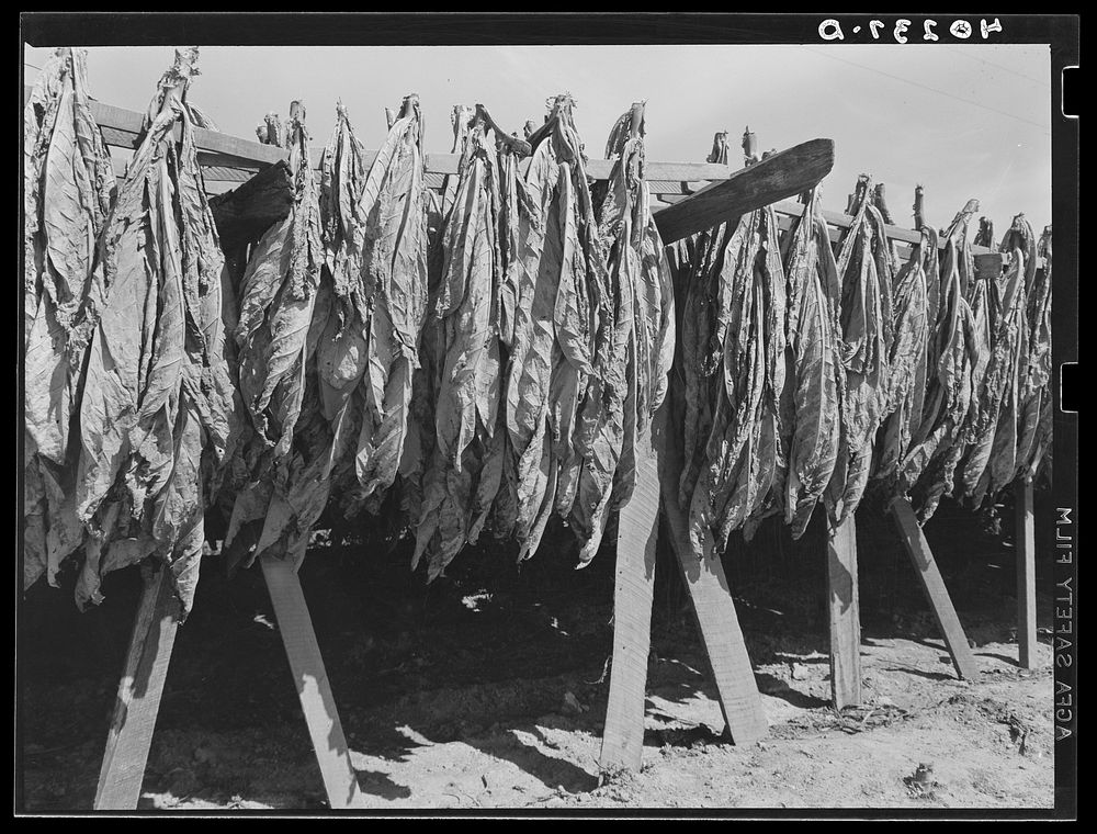 Churchtown (vicinity), Lancaster County, Pennsylvania. Tobacco drying in a field. Sourced from the Library of Congress.