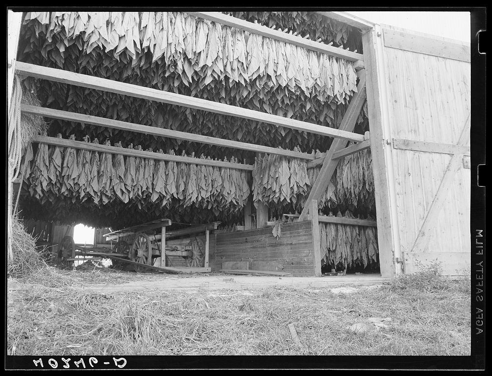 Churchtown (vicinity), Lancaster County, Pennsylvania. Tobacco hanging in a barn. Sourced from the Library of Congress.