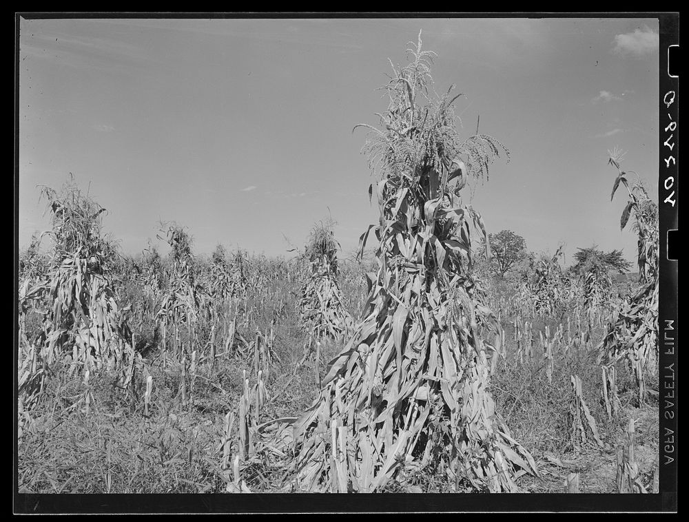 Churchtown (vicinity), Lancaster County, Pennsylvania. Corn shocks in a field. Sourced from the Library of Congress.