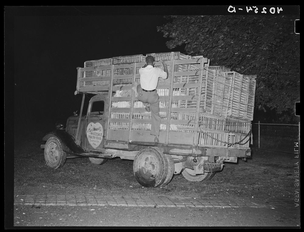 Lancaster County, Pennsylvania. Poultry buyer's  truck driver loading the truck on the Enos Royer farm. Sourced from the…