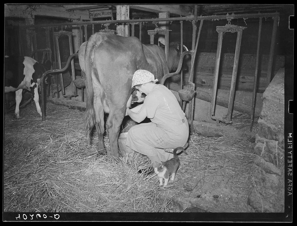 Enos Royer farm, Lancaster County, Pennsylvania. Mrs. Royer milking. Sourced from the Library of Congress.