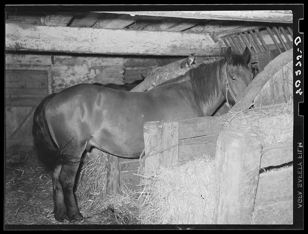 Lancaster County, Pennsylvania. One of the horses on the Enos Royer farm. Sourced from the Library of Congress.