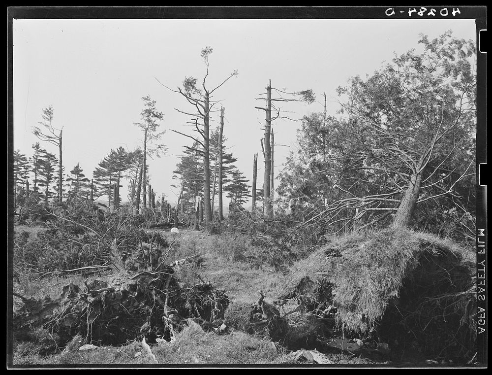 [Untitled photo, possibly related to: Pine wood lot near Worcester and Amherst, Massachusetts]. Sourced from the Library of…