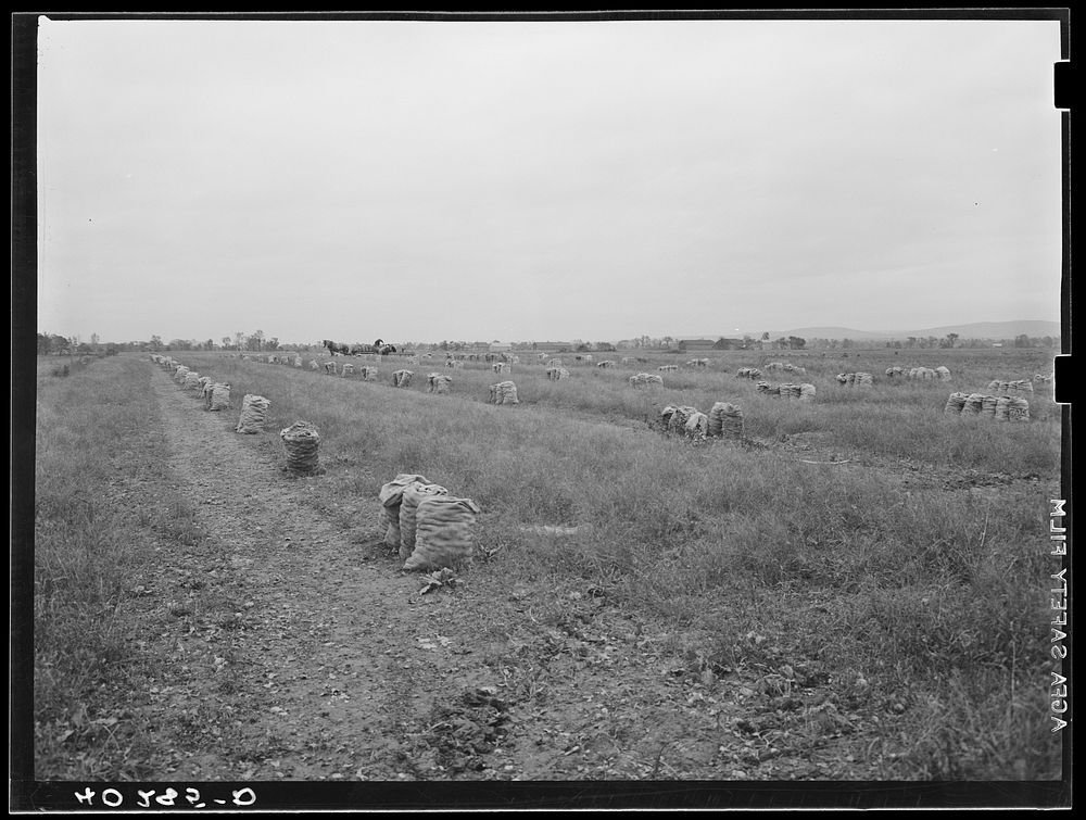 New England hurricane. Onion field near Hadley, Massachusetts. Sourced from the Library of Congress.