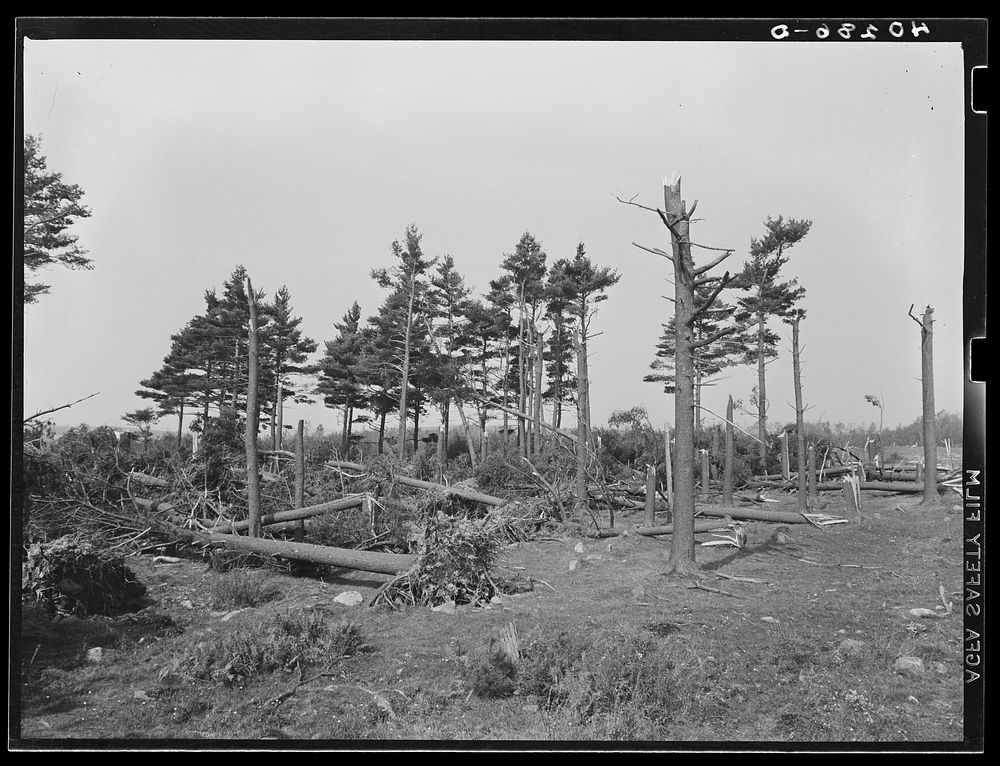 Pine wood lot near Worcester and Amherst, Massachusetts. Sourced from the Library of Congress.