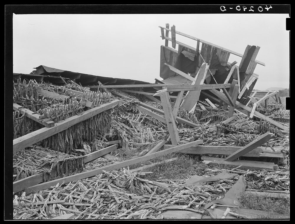 New England hurricane. Tobacco barn in Massachusetts. Sourced from the Library of Congress.
