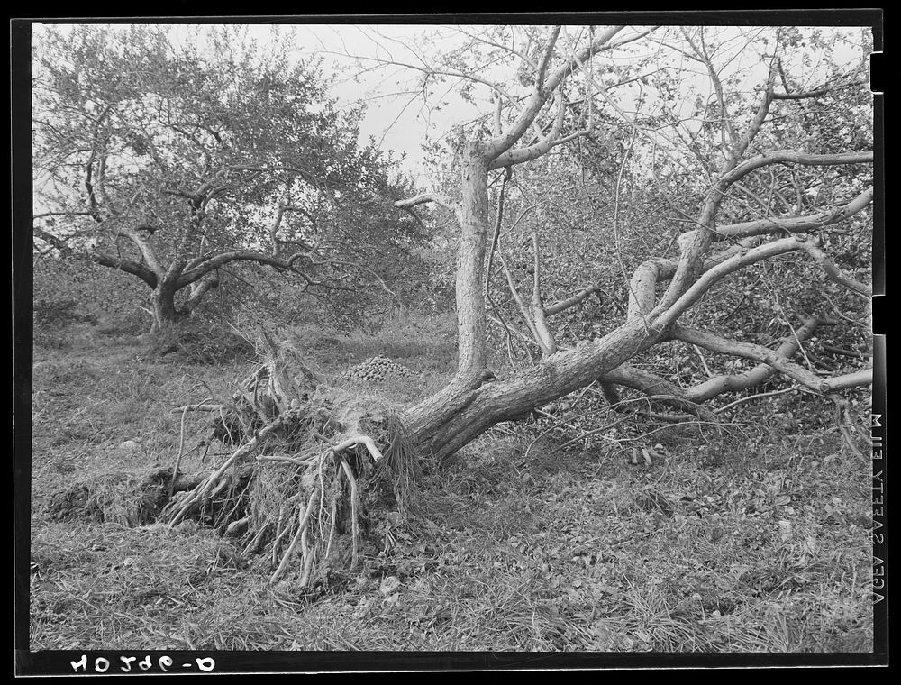 New England hurricane. Apple orchard in Connecticut. Sourced from the Library of Congress.