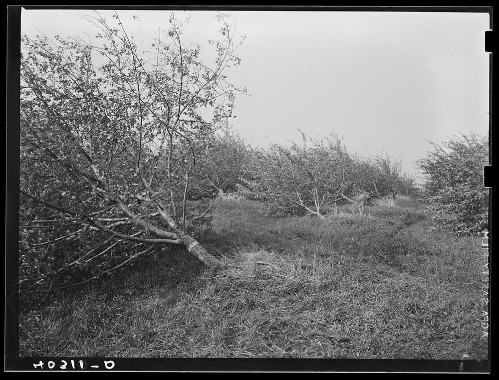 New England hurricane. Apple orchard near North Brookfield, Massachusetts. This orchard has seven thousand trees and eighty…