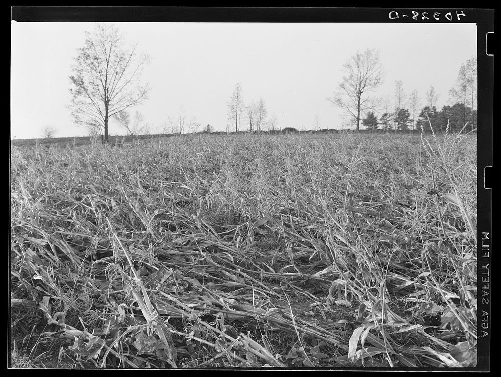 Worcester (vicinity), Massachusetts. A cornfield on the farm of H.L. Beers laid flat by the New England hurricane. Sourced…