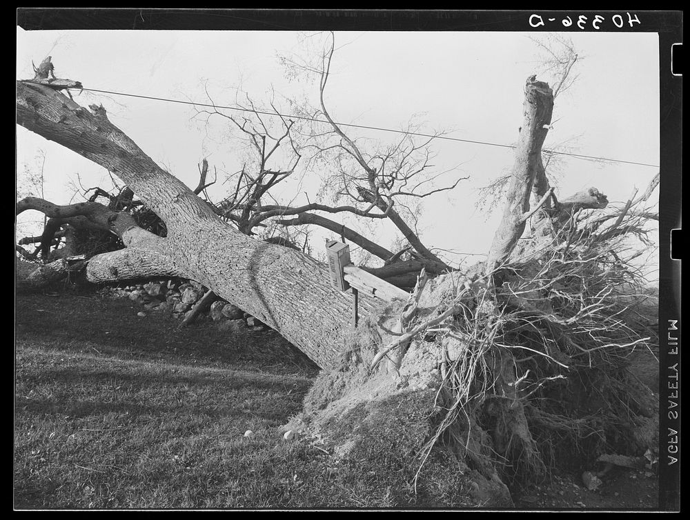 New England hurricane. Tree down on H.L. Beer's place near Worcester, Massachusetts. Sourced from the Library of Congress.