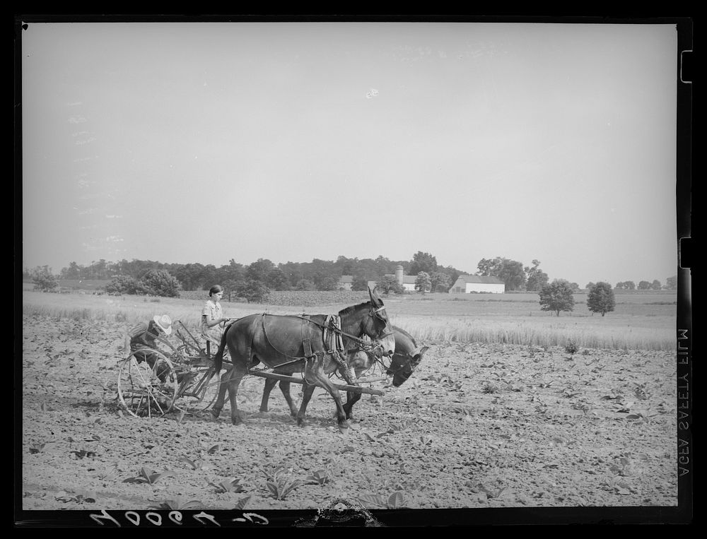 farmer-work-lancaster-county-pennsylvania-free-photo-rawpixel