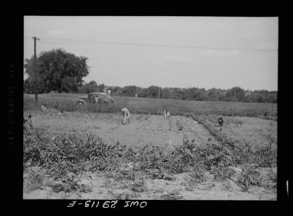 Washington, D.C. Part of a large victory garden on Fairlawn Avenue, Southeast. Sourced from the Library of Congress.