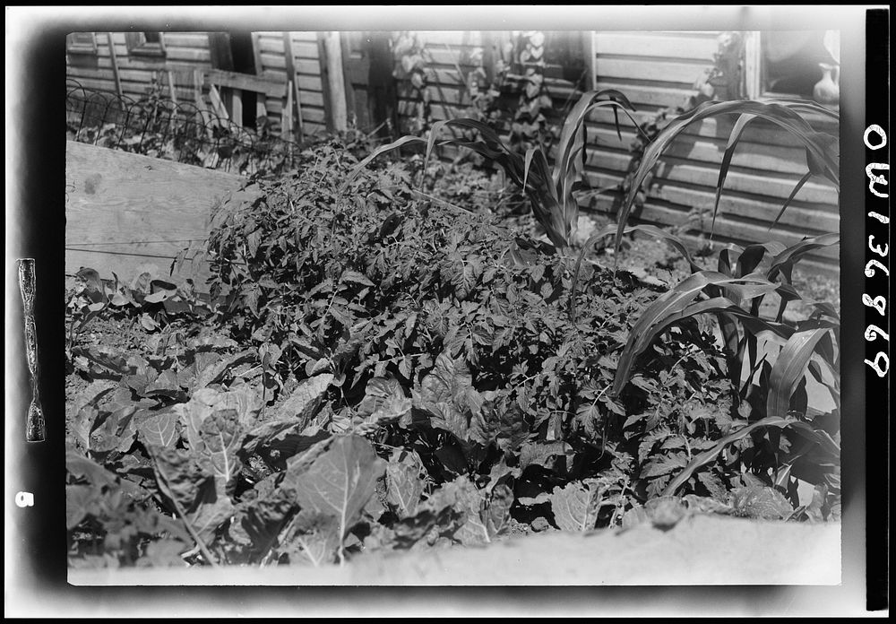 Washington, D.C. A small Victory garden below the street level in the Southwest section. Sourced from the Library of…