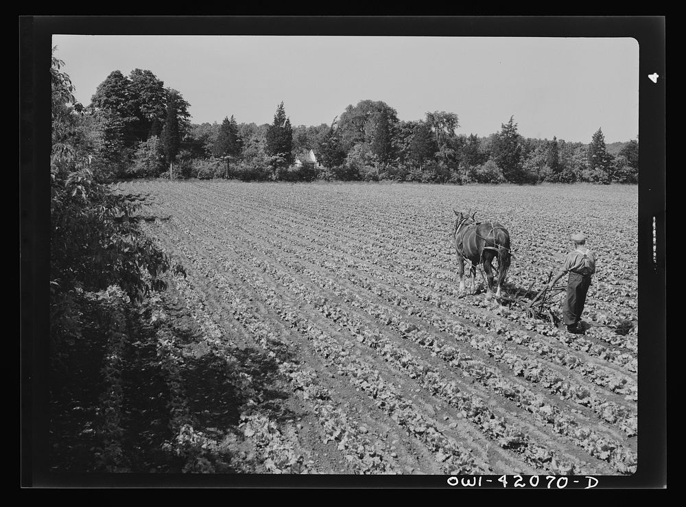 [Untitled photo, possibly related to: Southington, Connecticut. Gus Worke ploughing his field of lettuce]. Sourced from the…