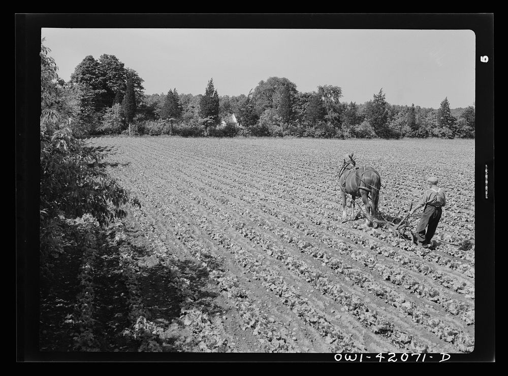 Southington, Connecticut. Gus Worke ploughing his field of lettuce. Sourced from the Library of Congress.
